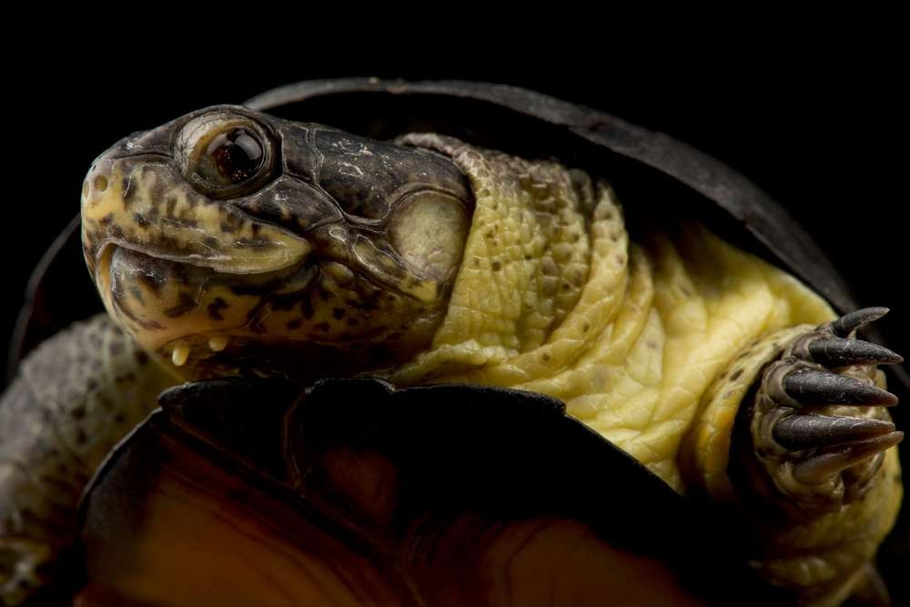 African Dwarf Mud Turtle - Welcome To Zambia