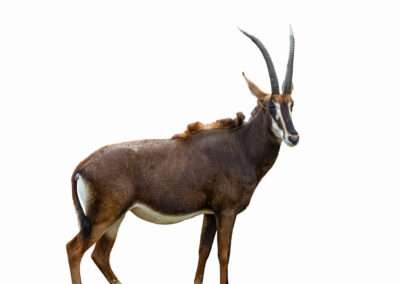 Common Sable Antelope