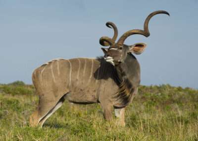 Southern Greater Kudu