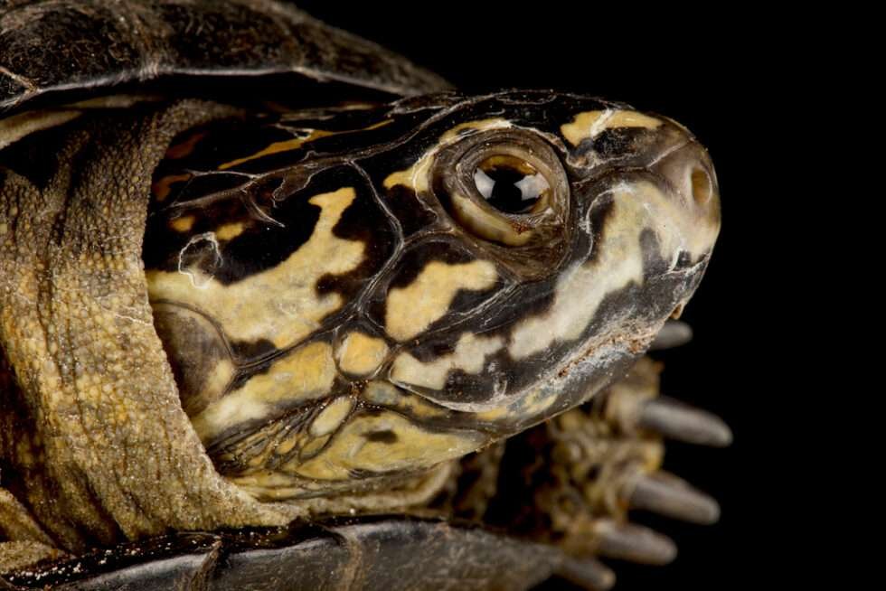 Okavango Mud Turtle - Welcome To Zambia