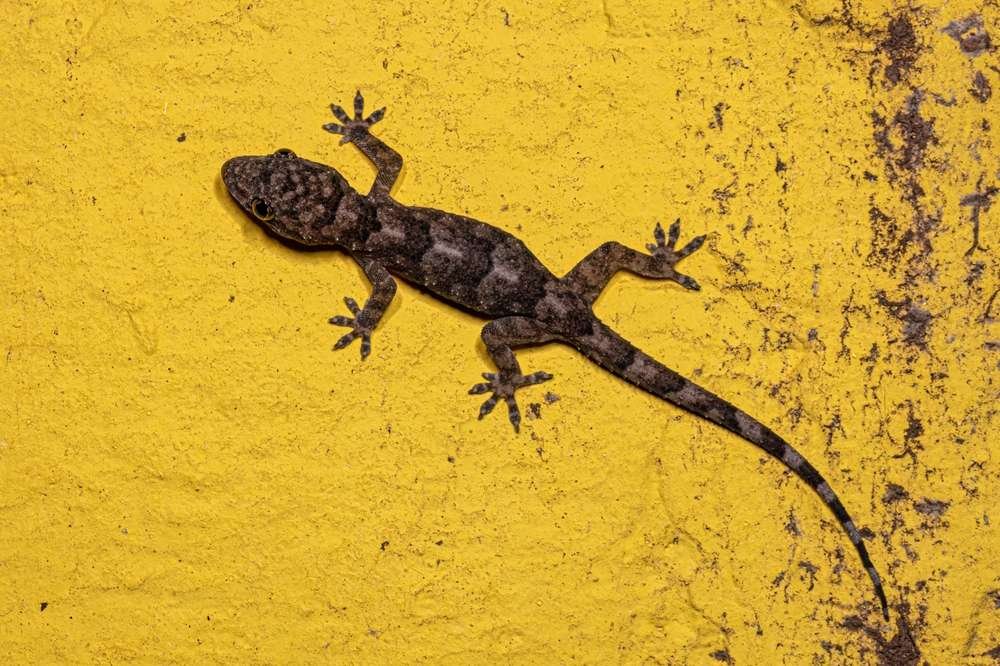 tropical-house-gecko-welcome-to-zambia