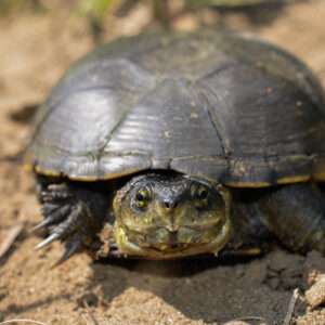 Variable Mud Turtle