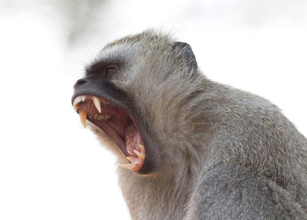 Vervet Monkey - Welcome To Zambia