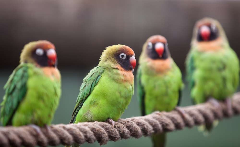 Black-Cheeked Lovebird - Welcome To Zambia