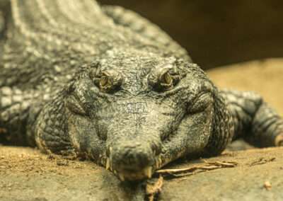 Central African Slender Snouted Crocodile