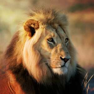Southern African Lion