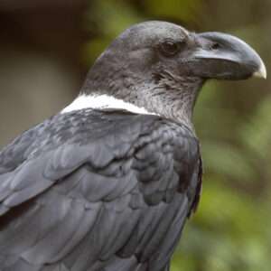 White Necked Raven