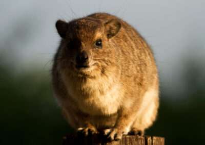 Yellow Spotted Rock Dassie