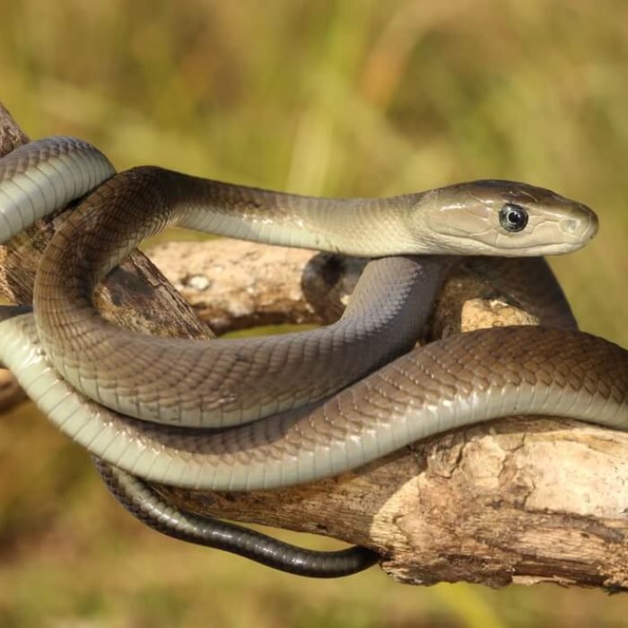 Black-Mamba-1