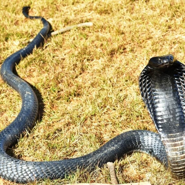 Black-necked-spitting-cobra-1