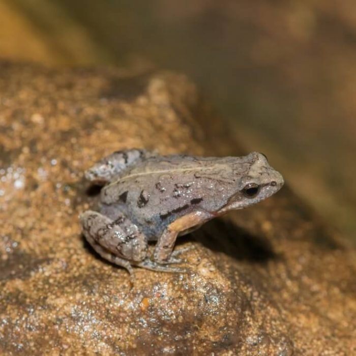 Boettgers-dainty-frog-1