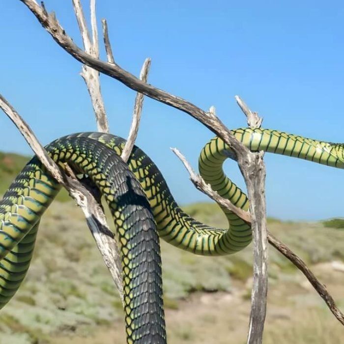 Boomslang-1