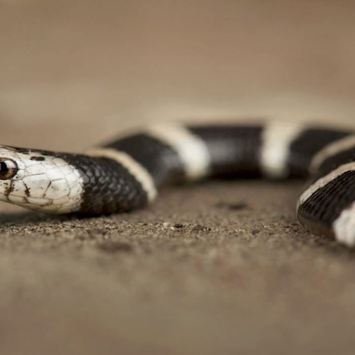 Boulengers-garter-snake-1