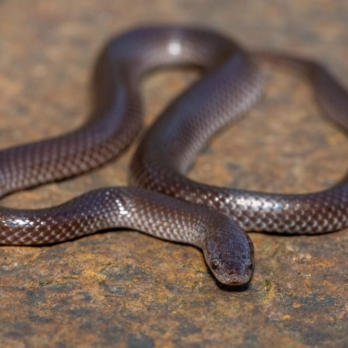Cape-wolf-snake-1