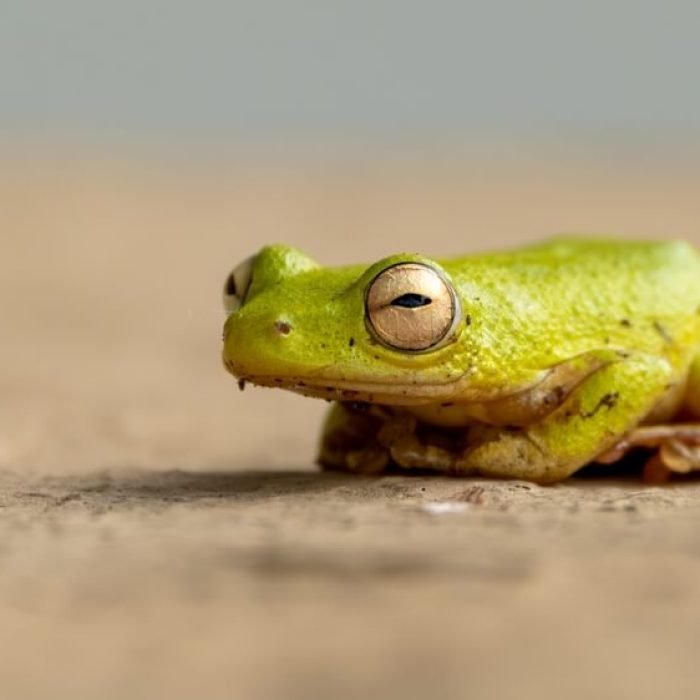 Cinnamon-bellied-Reed-Frog-1