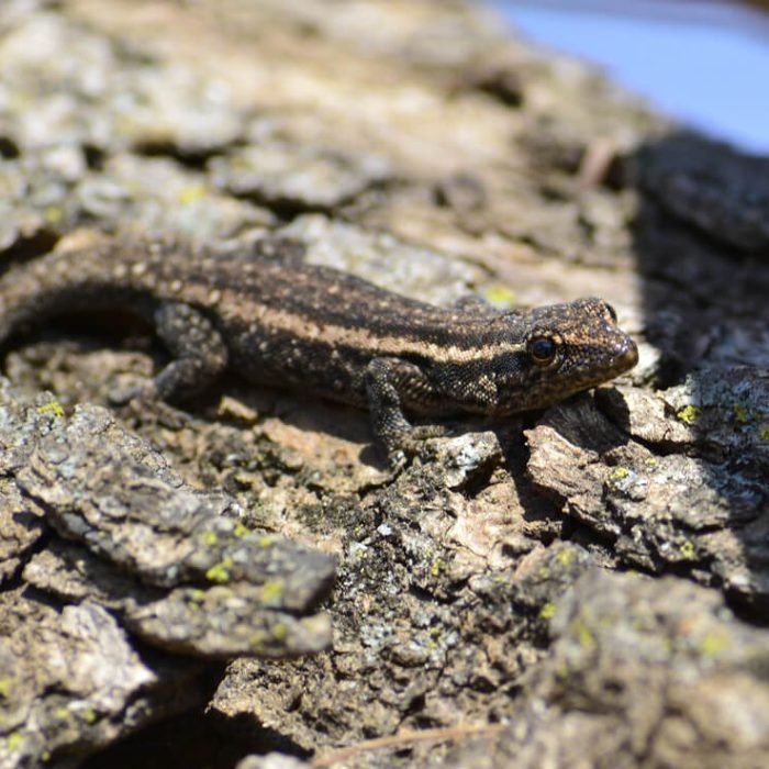 Common rough-scaled lizard
