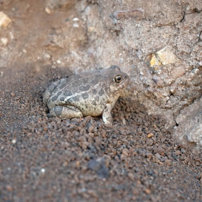 Common-sand-frog-1