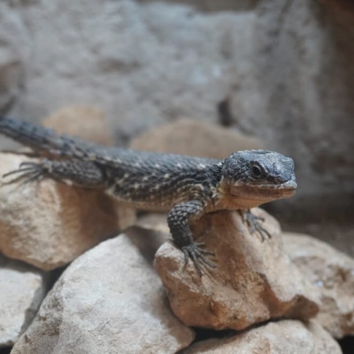 East African spiny-tailed lizard