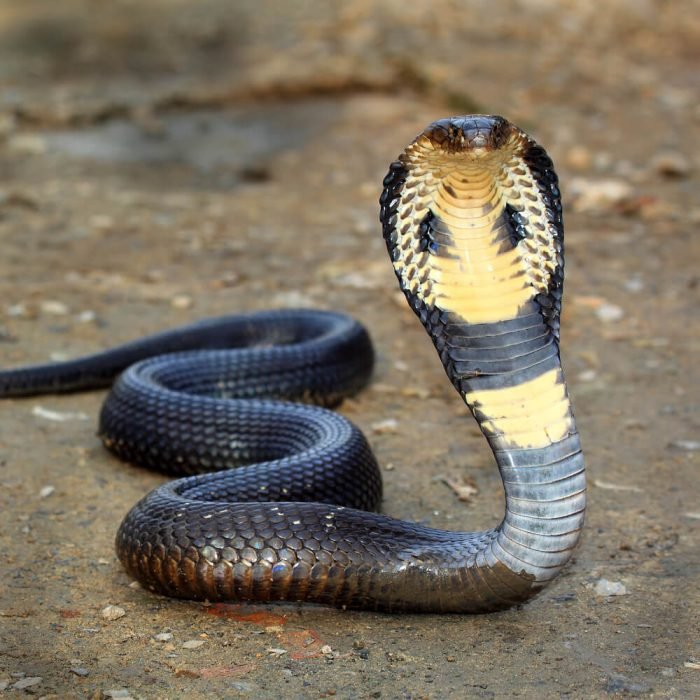 Forest-cobra-1