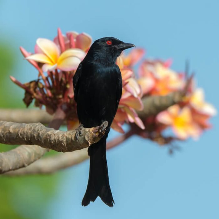 Fork-tailed-drongo-1