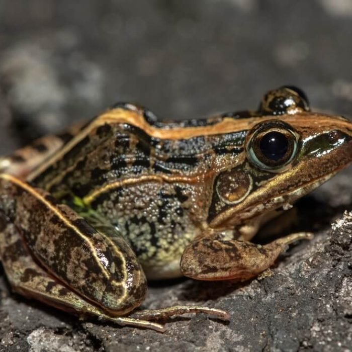 Mascarene-Grass-Frog-1