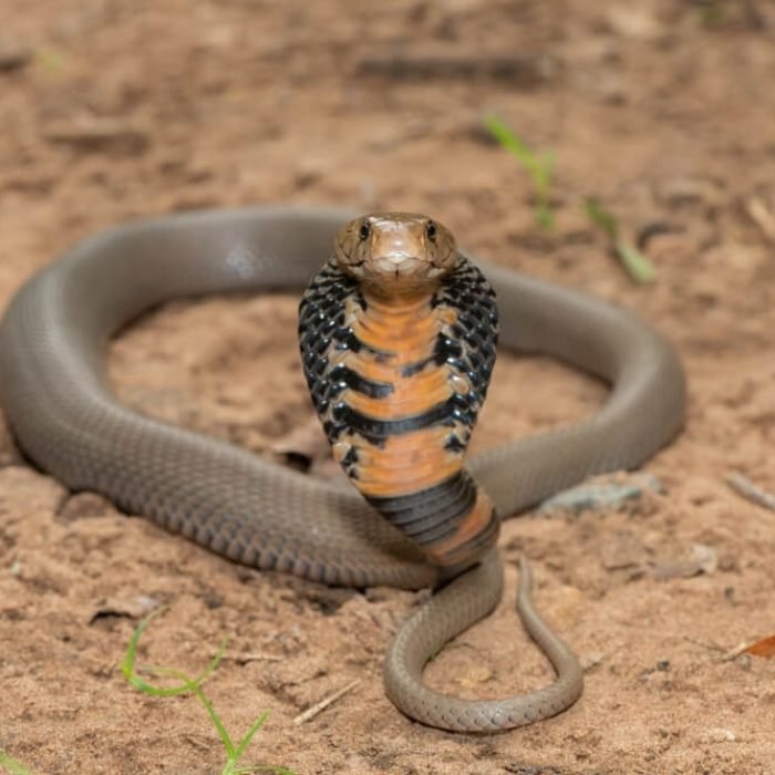Mozambique-spitting-cobra-1