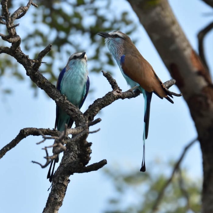 Racket-tailed-roller-1