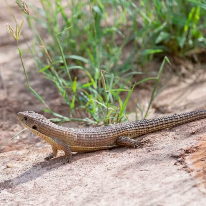 Rough-scaled-Plated-Lizard