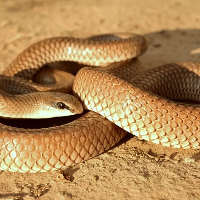 Rufous beaked snake