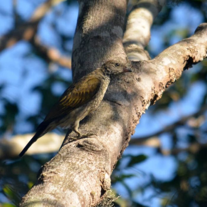 Scaly-throated-honeyguide-1