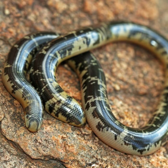 Schlegel's beaked blind snake