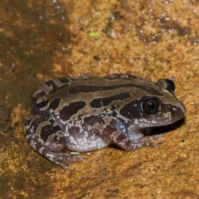 Senegal-running-frog-1