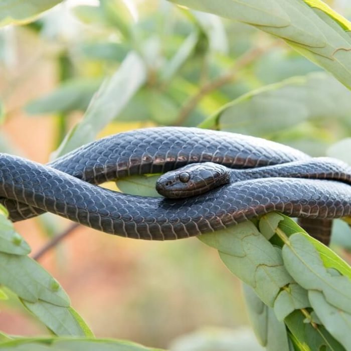 Shreve's tree snake