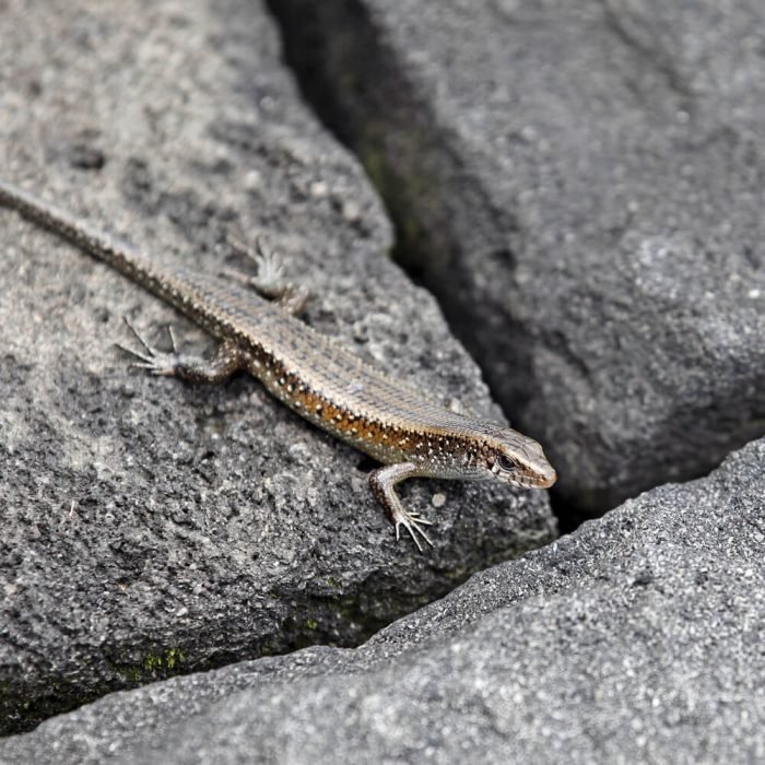 Speckle-lipped-Skink