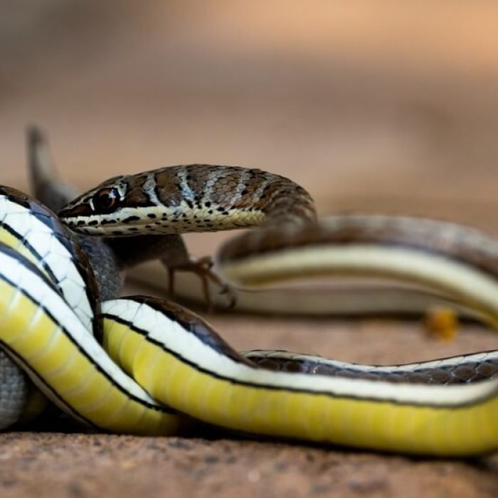 Western Yellow-bellied Sand Snake