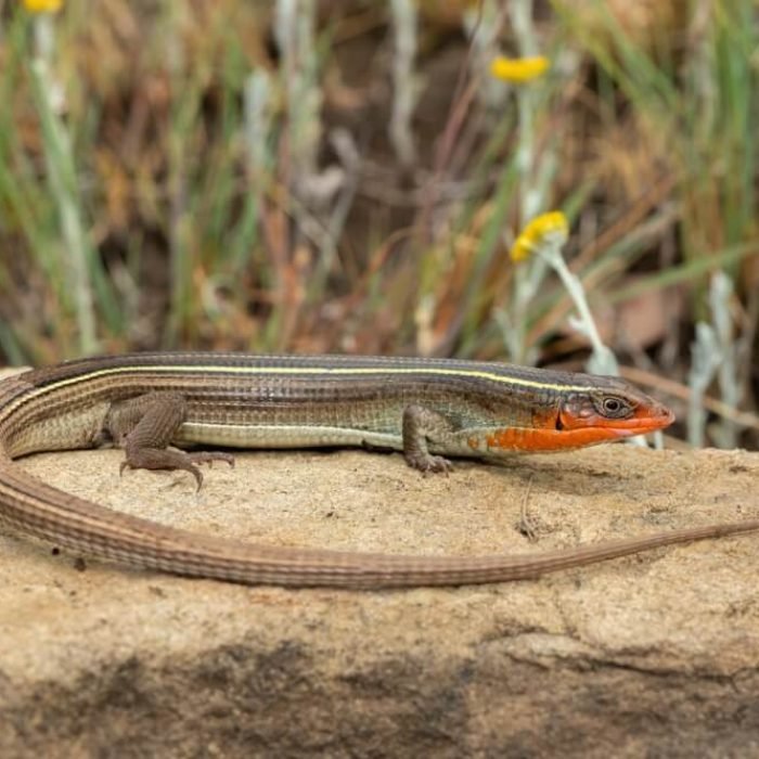 Yellow-throated-Plated-Lizard
