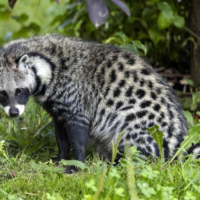 african-civet-1