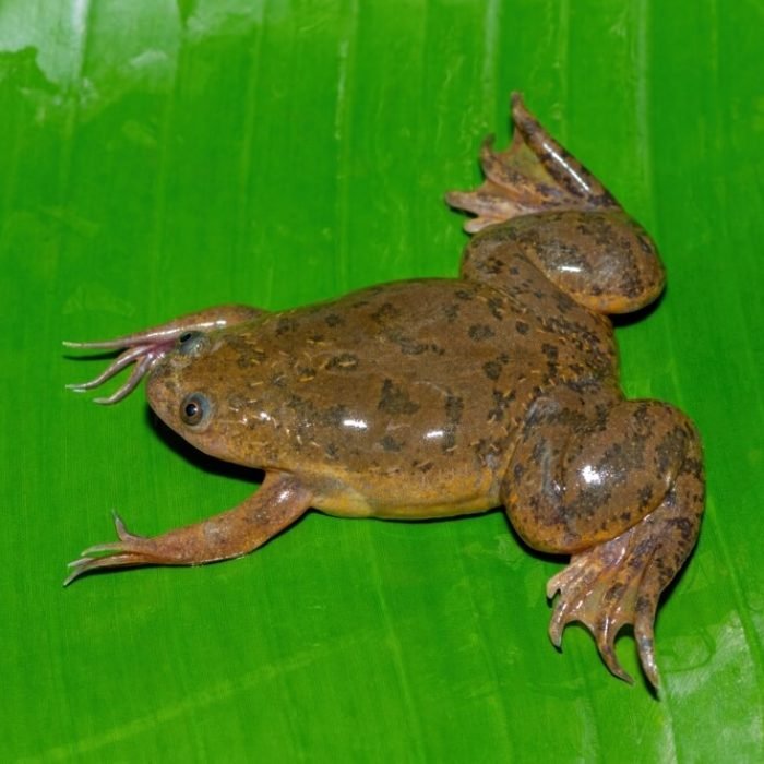 african-clawed-frog-1