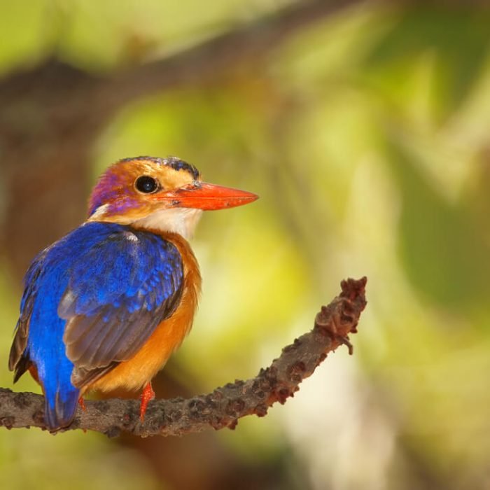 african-pygmy-kingfisher-1