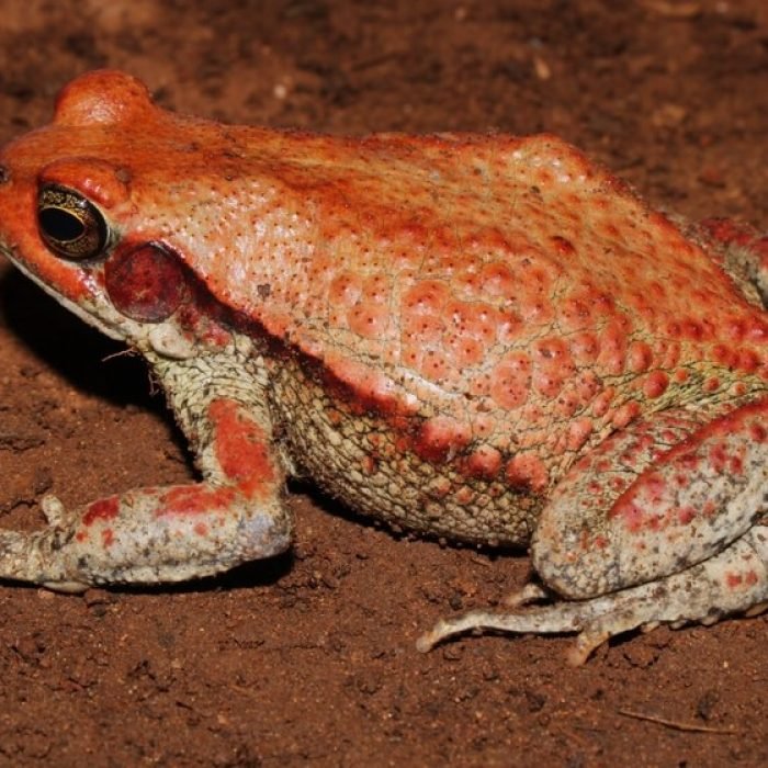 african-red-toad-1