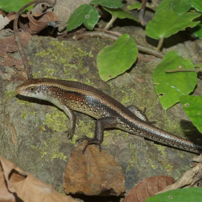 african-striped-skink-1
