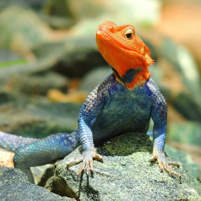 agama-kirkii
