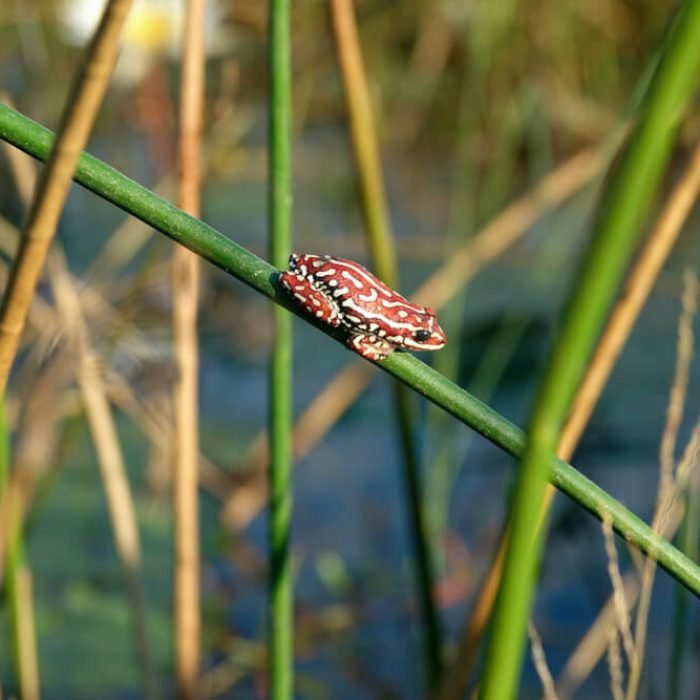 angolan-reed-frog-1