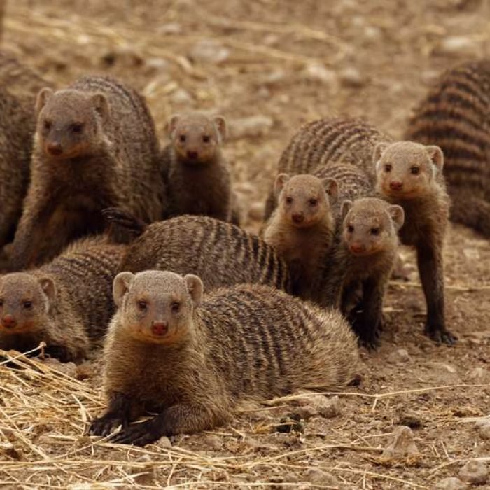 banded-mongoose-3