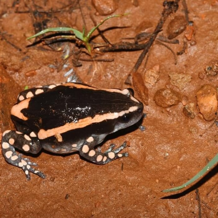 banded-rubber-frog