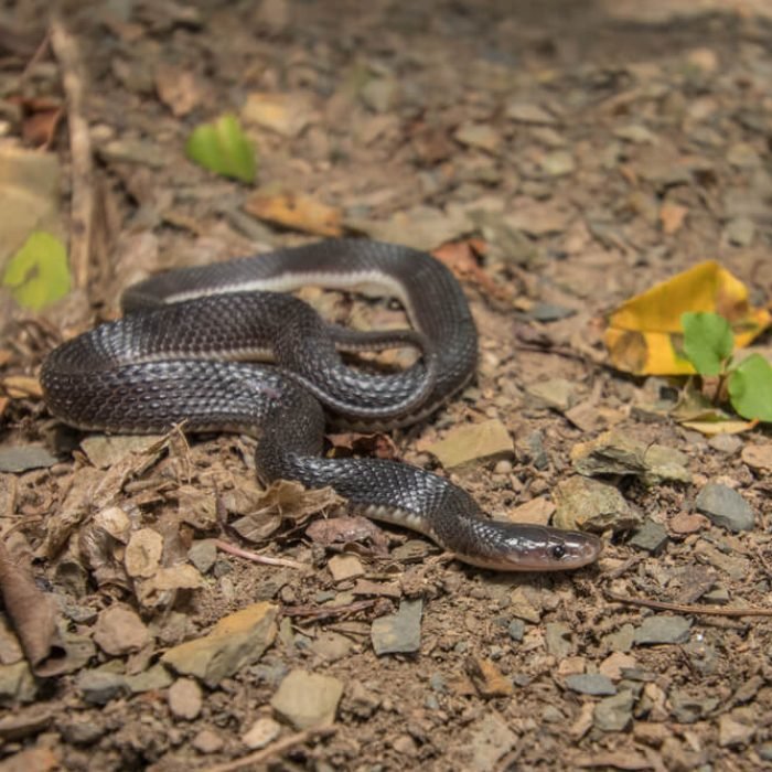 black-file-snake-1