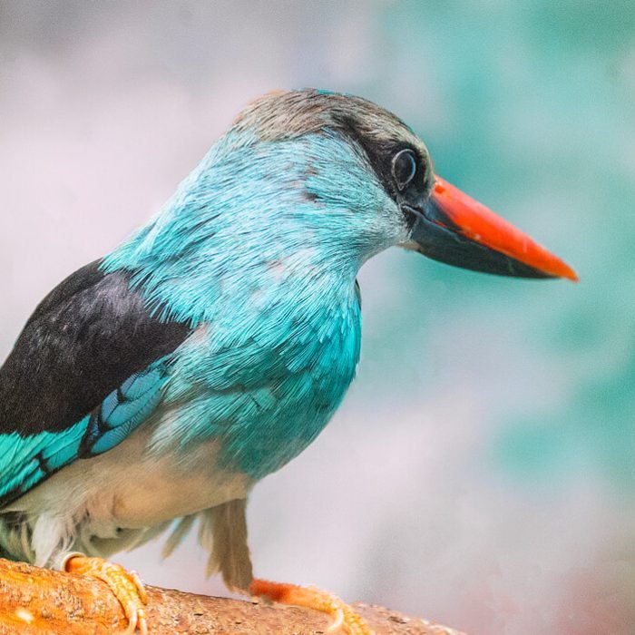 blue-breasted-kingfisher-1
