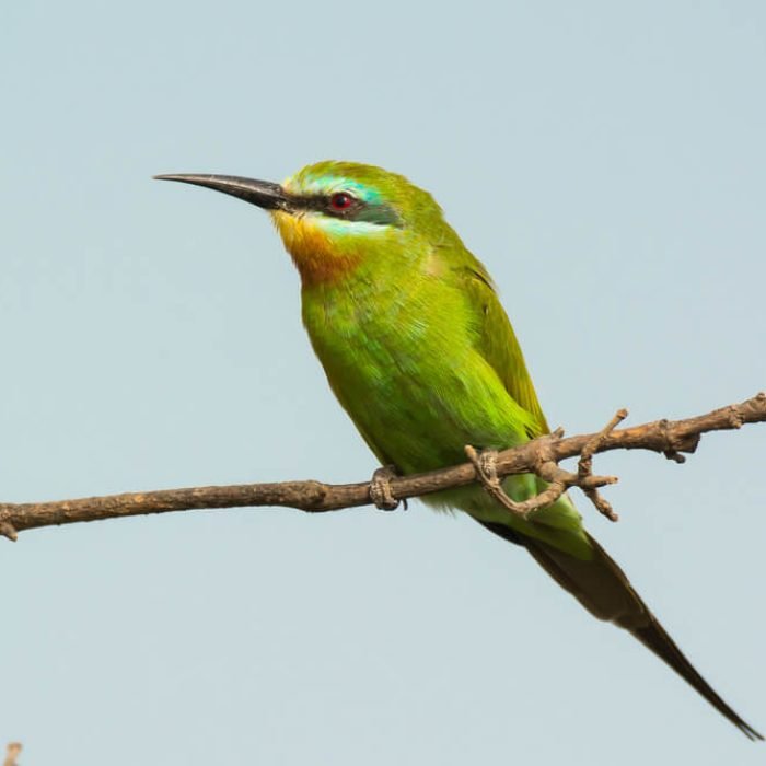 blue-cheeked-bee-eater-1
