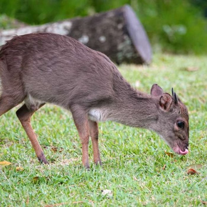blue-duiker-2