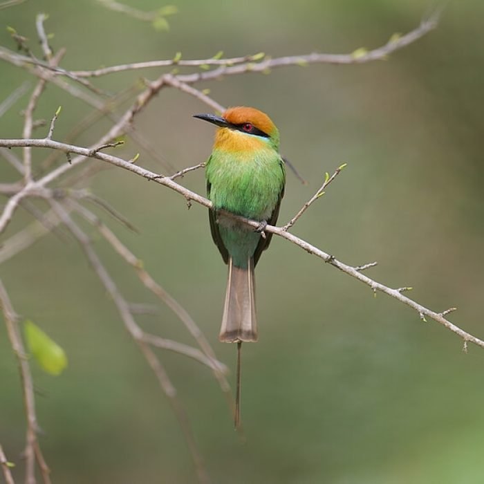 bohms-bee-eater-1